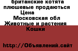 британские котята плюшевые продаються › Цена ­ 80 000 - Московская обл. Животные и растения » Кошки   